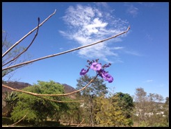 Jacarand&aacute; Mimoso 1