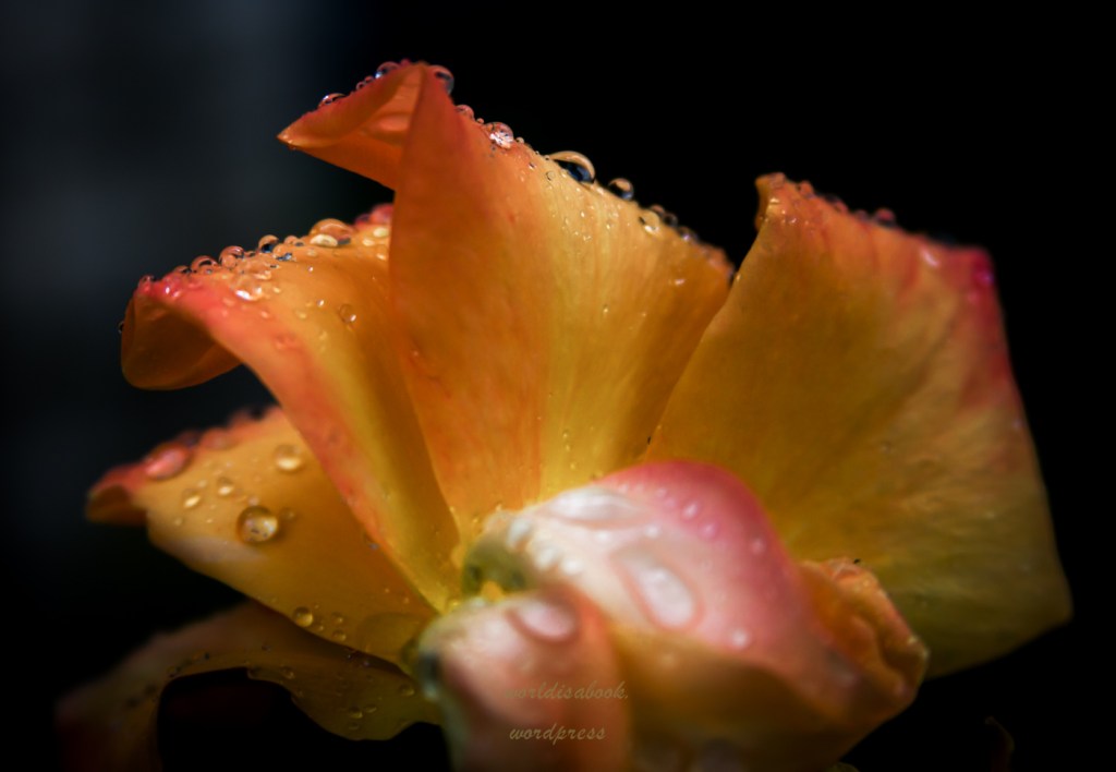 Sônia & Darcy, poetisas de Goiás