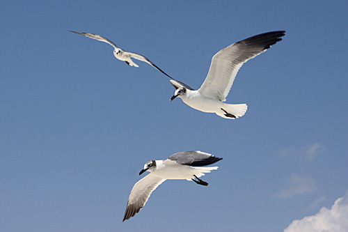 Da série “mexicanas” (iii)