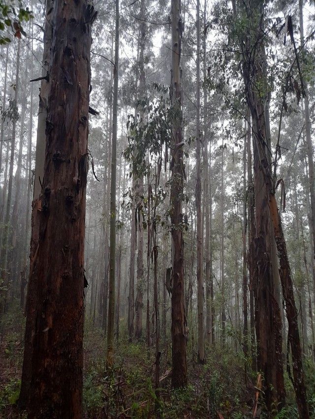 Para além dos Eucaliptos&nbsp;(Crônica)